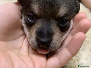 Jack Russell dogs Jack Russell puppies - Advert 3