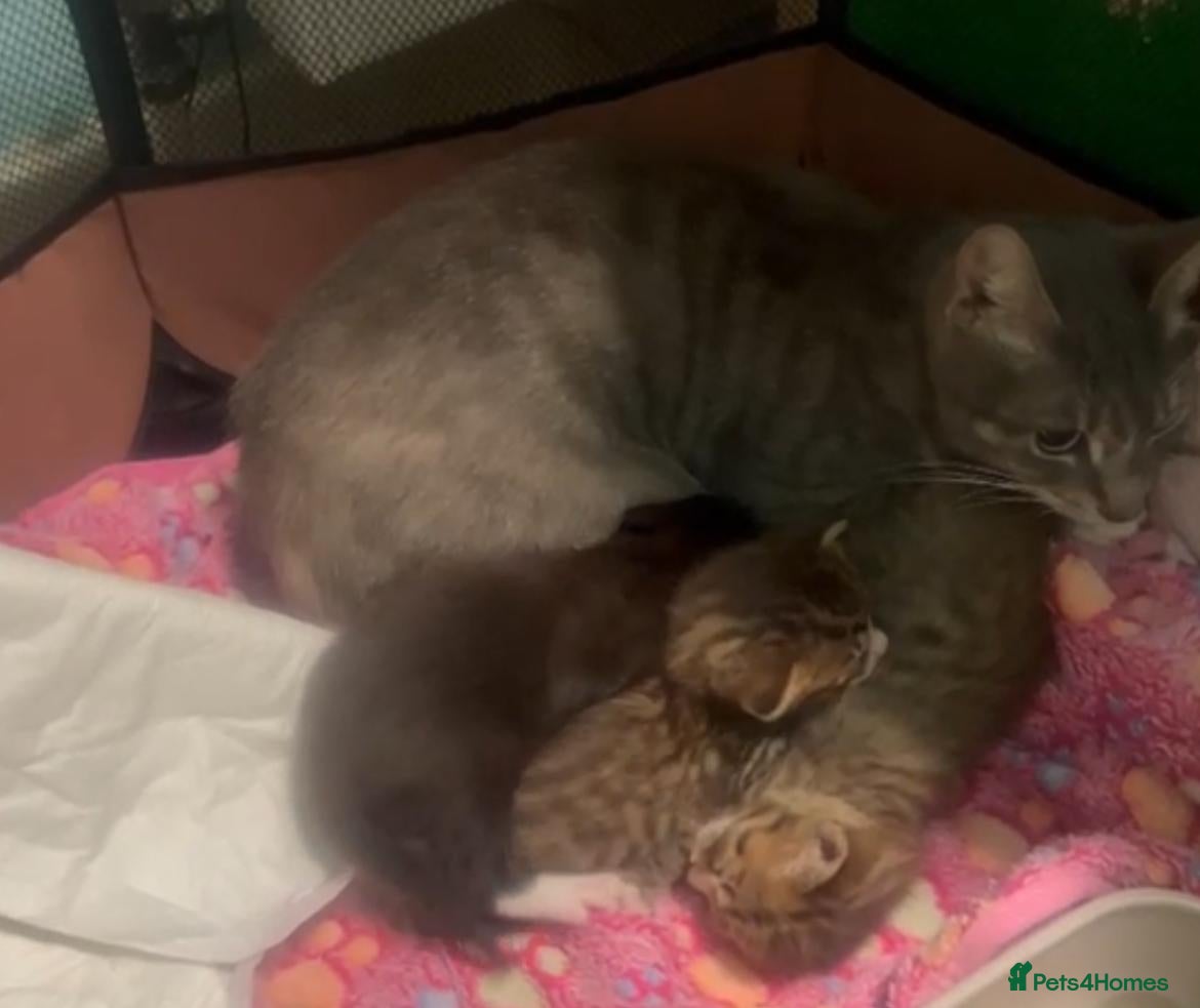 Mixed Breed cats 3x rescue kittens need new home(s) - Advert 7