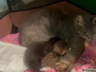 Mixed Breed cats 3x rescue kittens need new home(s) - Advert 7