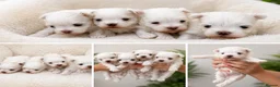 Maltese dogs for sale: One Beautiful Korean Maltese boy left for sale 🐾  - Advert 14