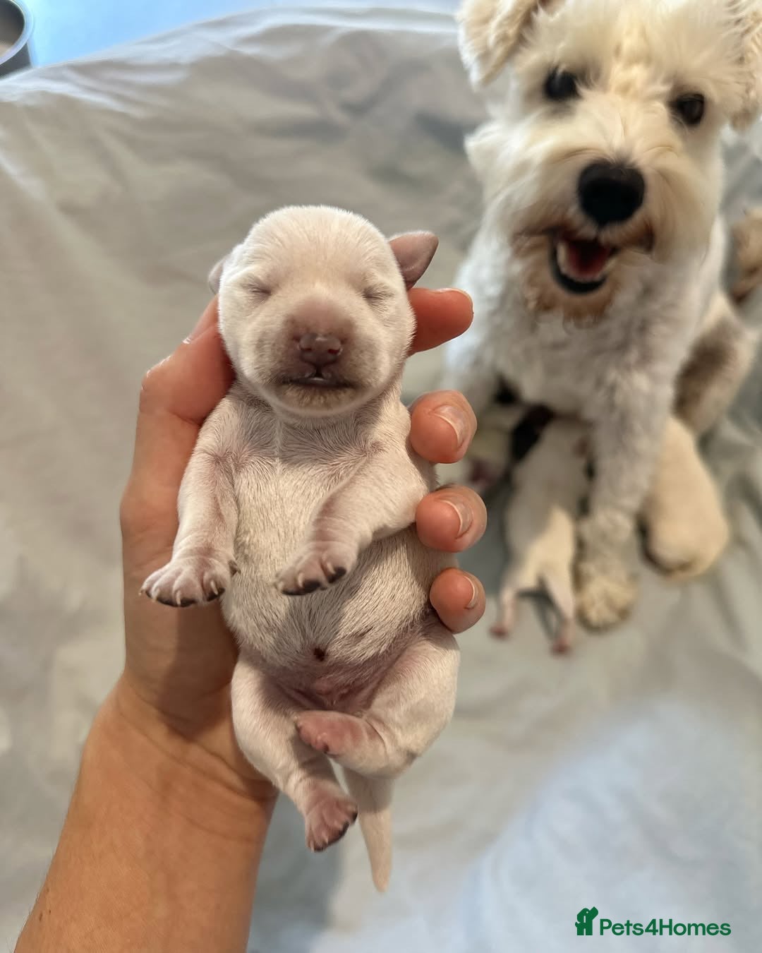 Miniature Schnauzer dogs for sale: Miniature Schnauzer Puppies Available 🐾 - Advert 5