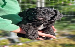 Cavapoo dogs for sale: F1b Standard Cavapoo, 3 remaining ready to leave in Watchet - Image 14