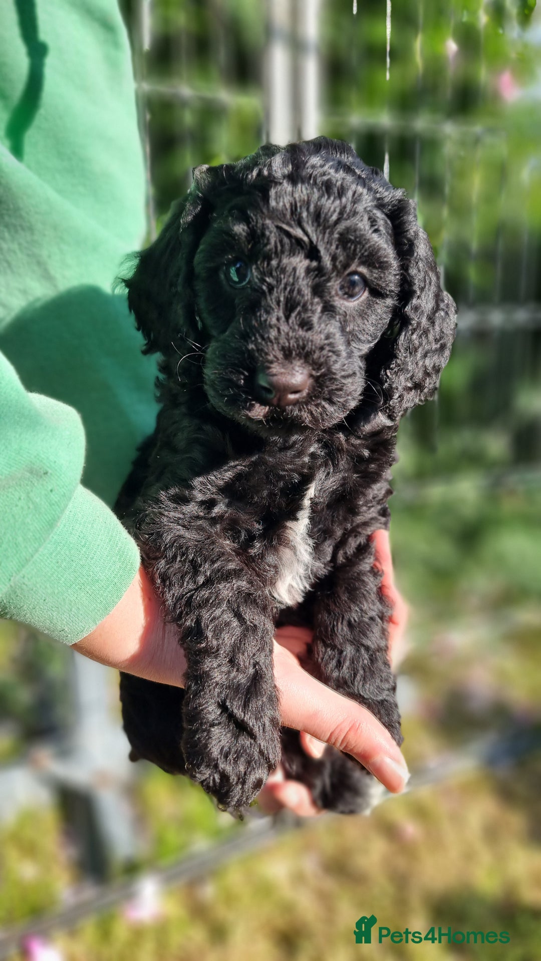 Cavapoo dogs for sale: F1b Standard Cavapoo, 3 remaining ready to leave in Watchet - Image 14