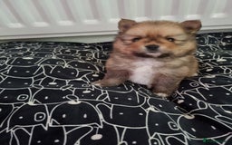 Pomeranian dogs for sale: Beautiful Pomeranians  - Image 13