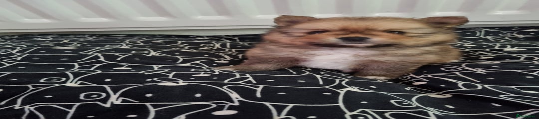 Pomeranian Puppy 2
