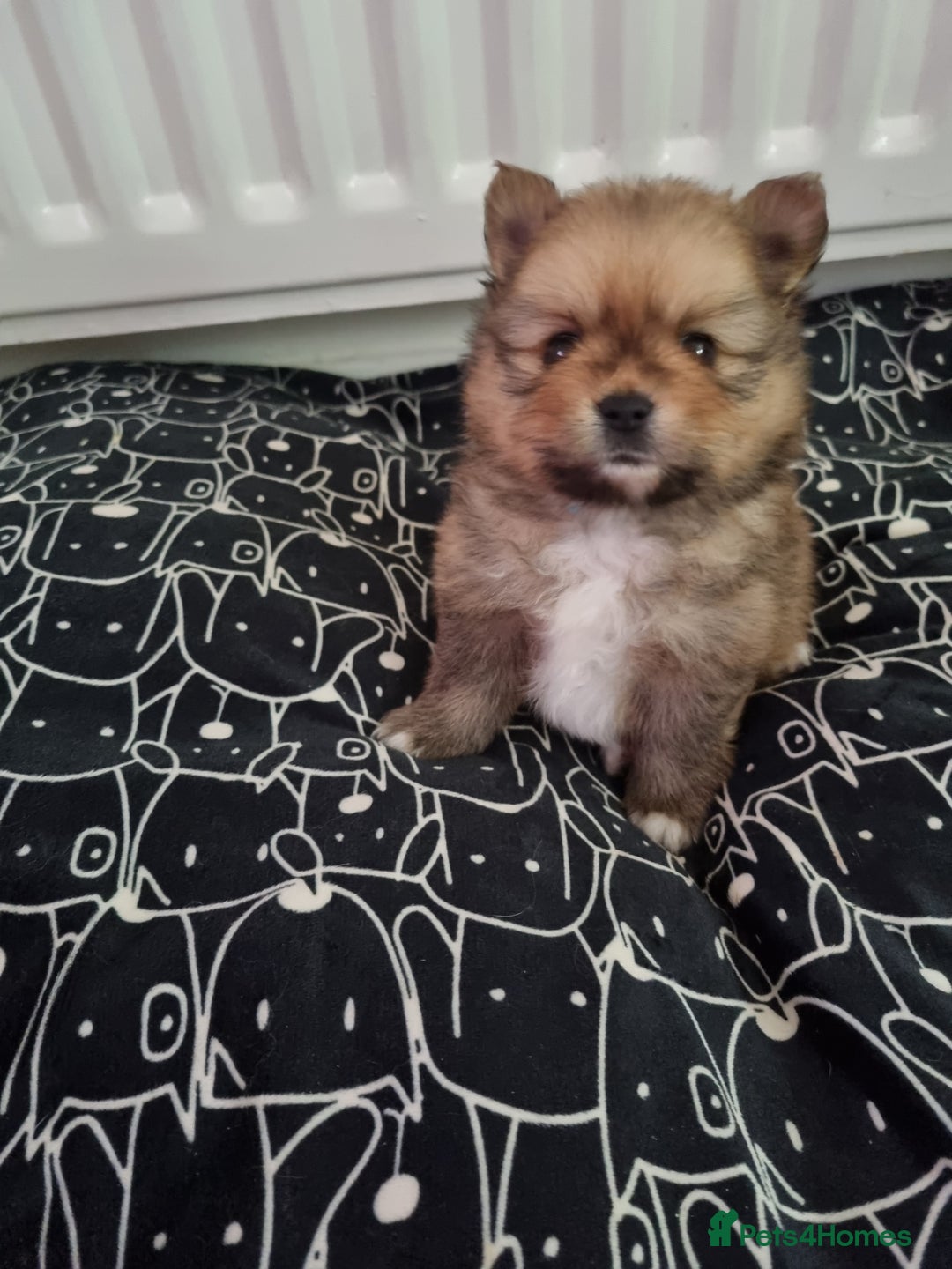 Pomeranian dogs for sale: Beautiful Pomeranians  - Image 13
