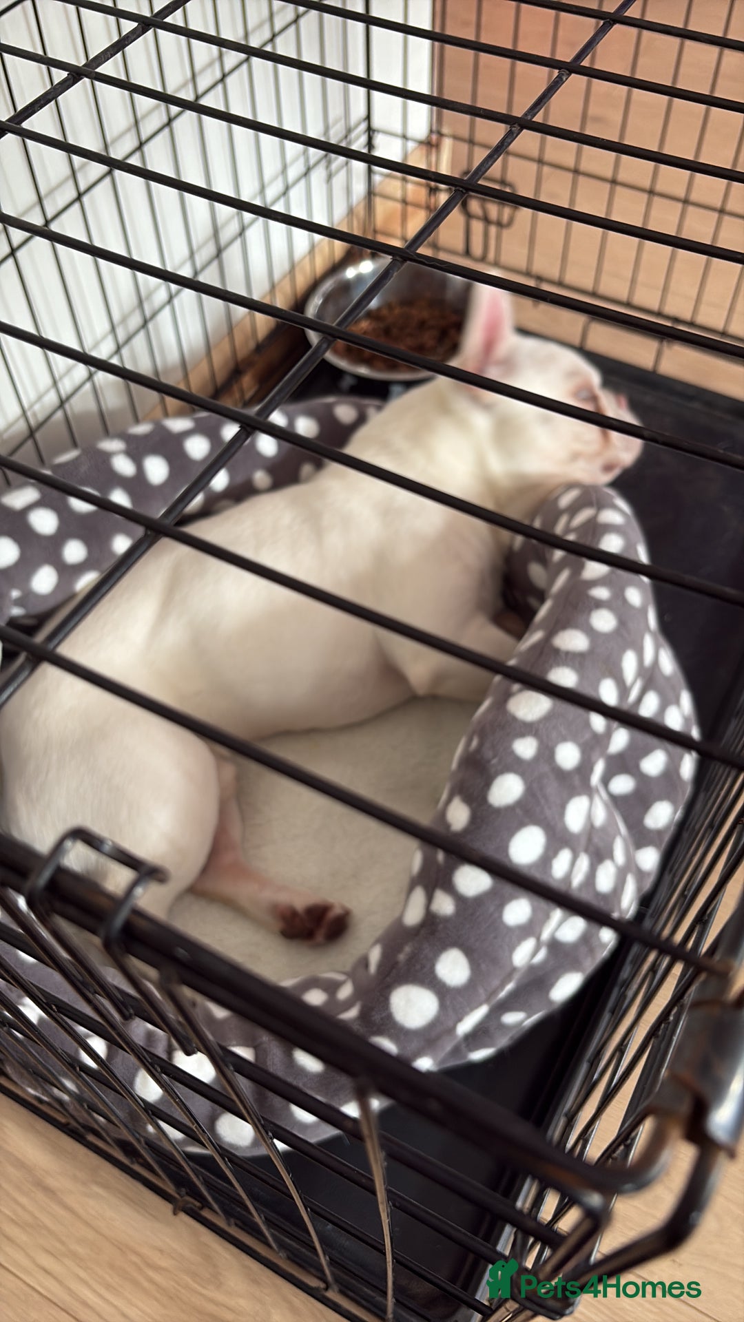 French Bulldog dogs for sale: French bulldog for sale male  - Advert 6