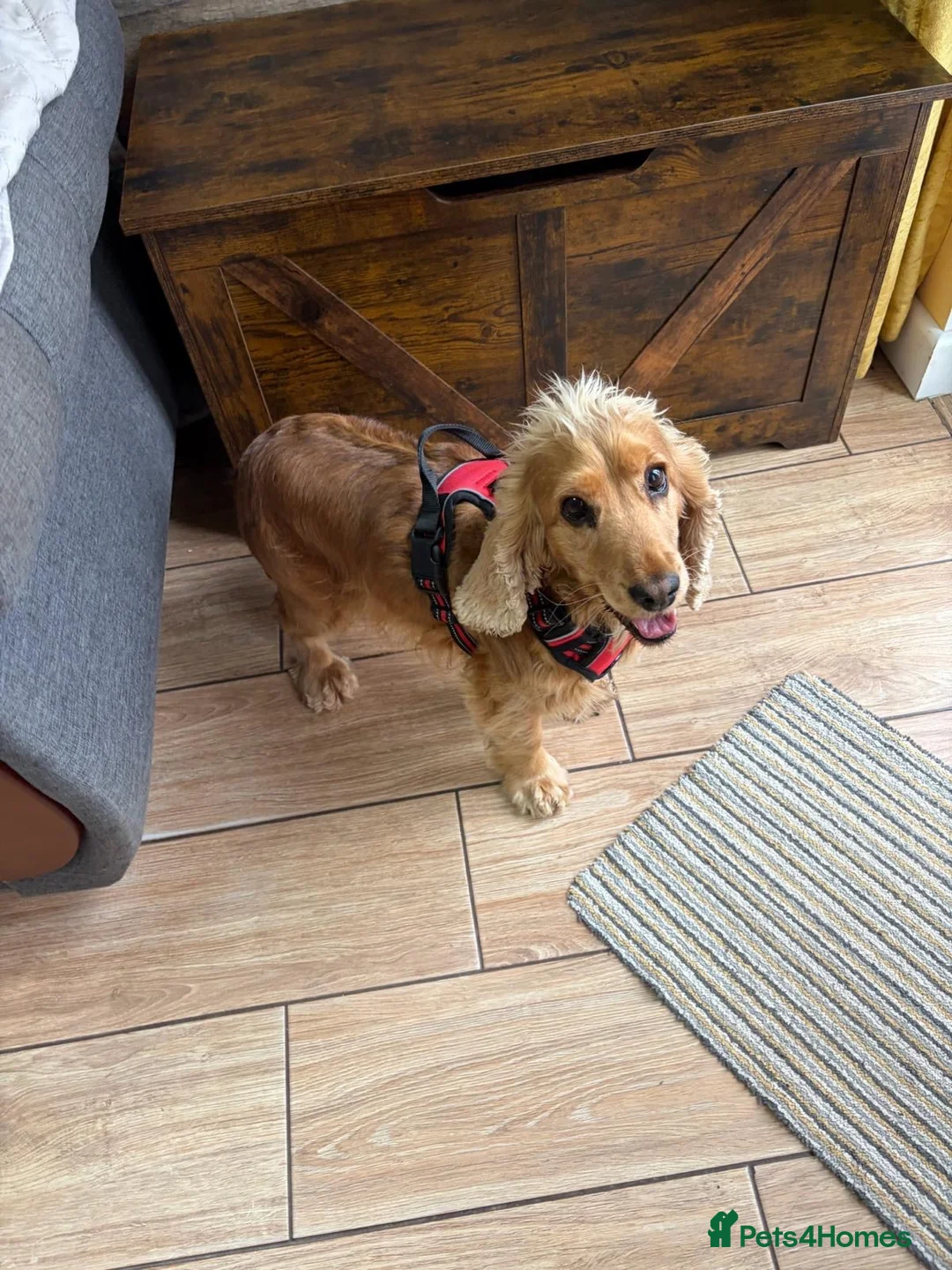 Mixed Breed dogs for adoption: ❤️🐶 REMY – A GENTLE LITTLE SPANIEL - Advert 2