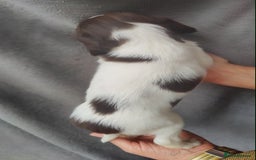 English Springer Spaniel dogs for sale: Highest Quality 8 DNA tested CLEAR KC reg puppies - Image 6