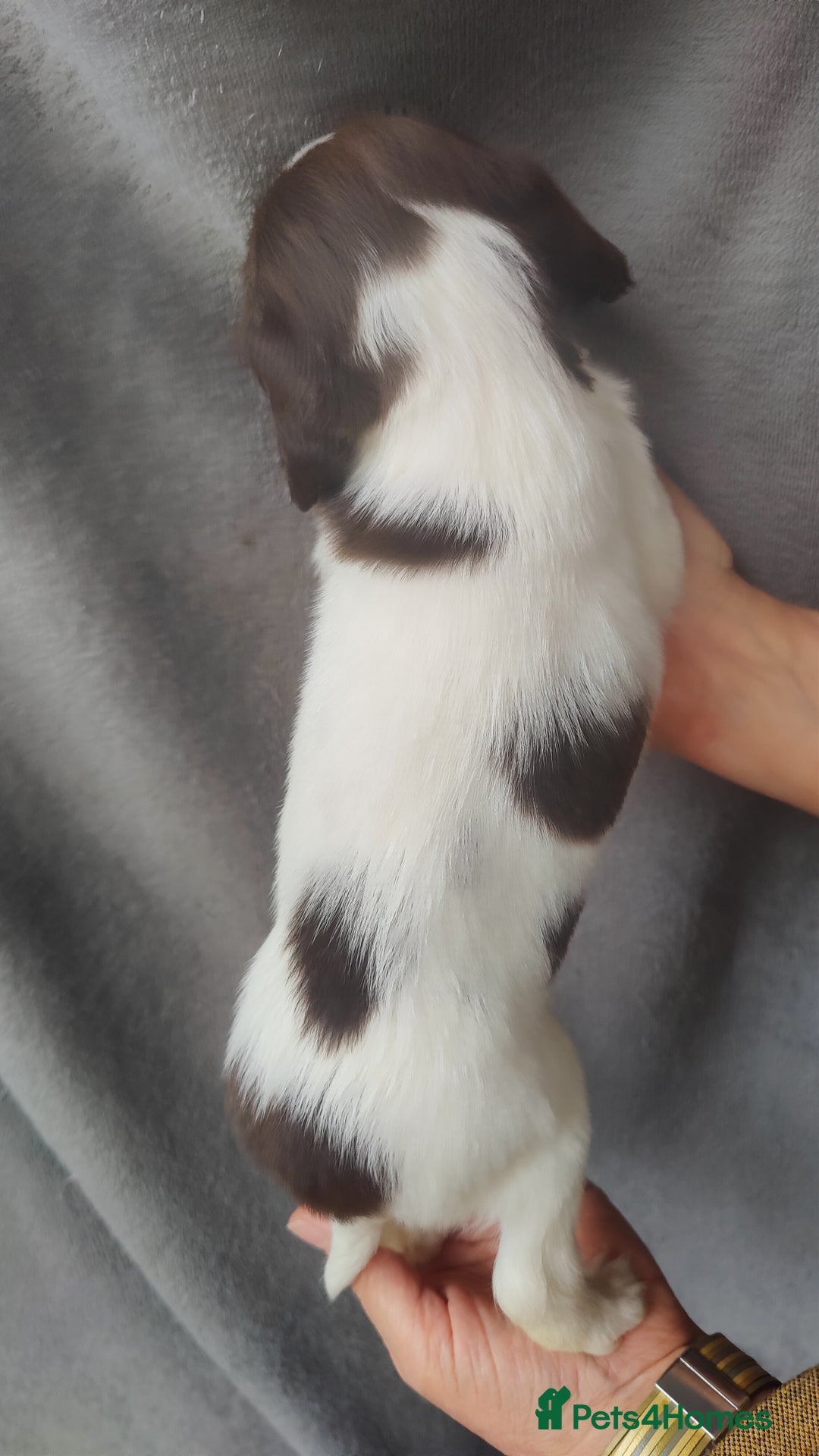 English Springer Spaniel dogs for sale: Highest Quality 8 DNA tested CLEAR KC reg puppies - Image 6
