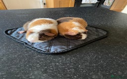 Guinea Pig rodents for sale: Teddy Guinea Pigs  - Image 3