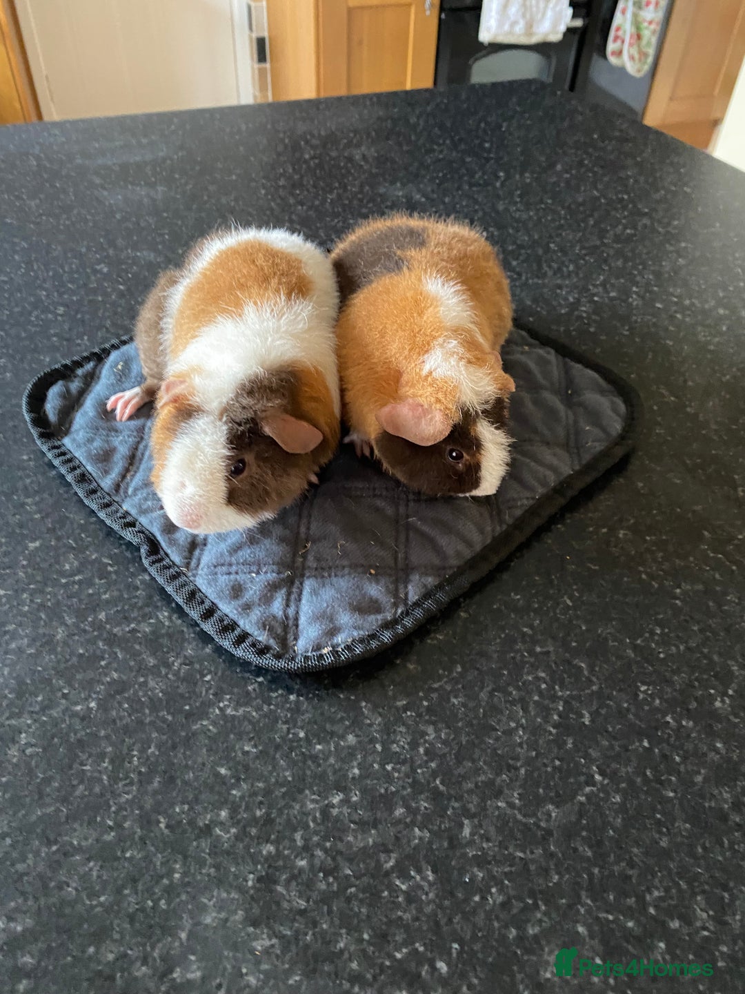 Guinea Pig rodents for sale: Teddy Guinea Pigs  - Image 3