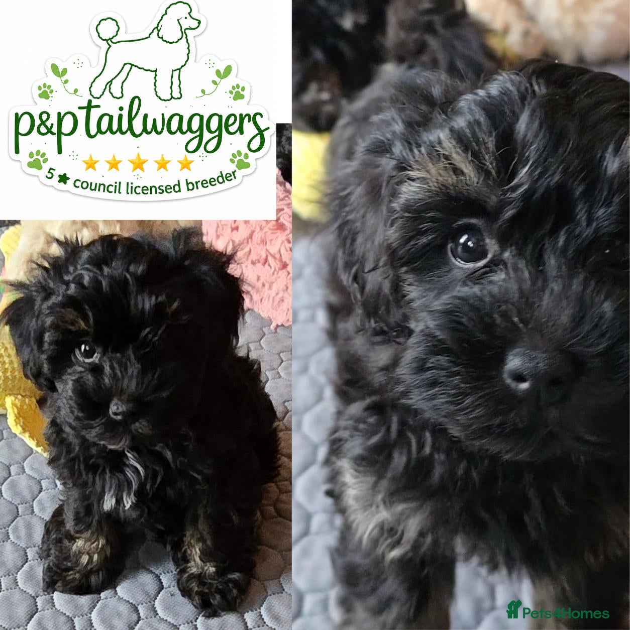 Maltipoo dogs ❤️Exquisite F1 maltipoo female 5⭐️council licensed - Advert 2