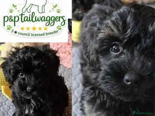 Maltipoo dogs ❤️Exquisite F1 maltipoo female 5⭐️council licensed - Advert 2