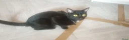 British Shorthair cats for sale: 5 gorgeous kittens  in Eastbourne - Advert 1