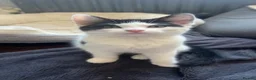 Mixed Breed cats for sale: Kittens ready for their forever home  - Advert 8