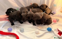 Cane Corso dogs for sale: Pure Cane Corso’s 🐶 - Advert 11