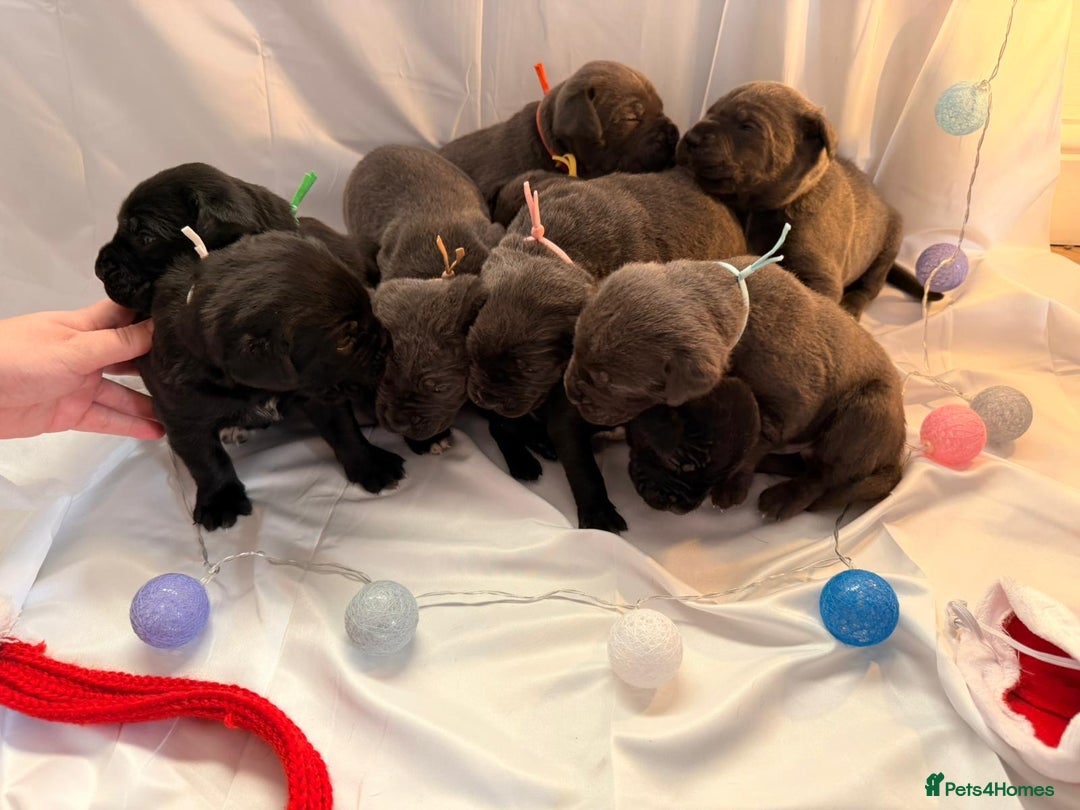 Cane Corso dogs for sale: Pure Cane Corso’s 🐶 - Advert 11