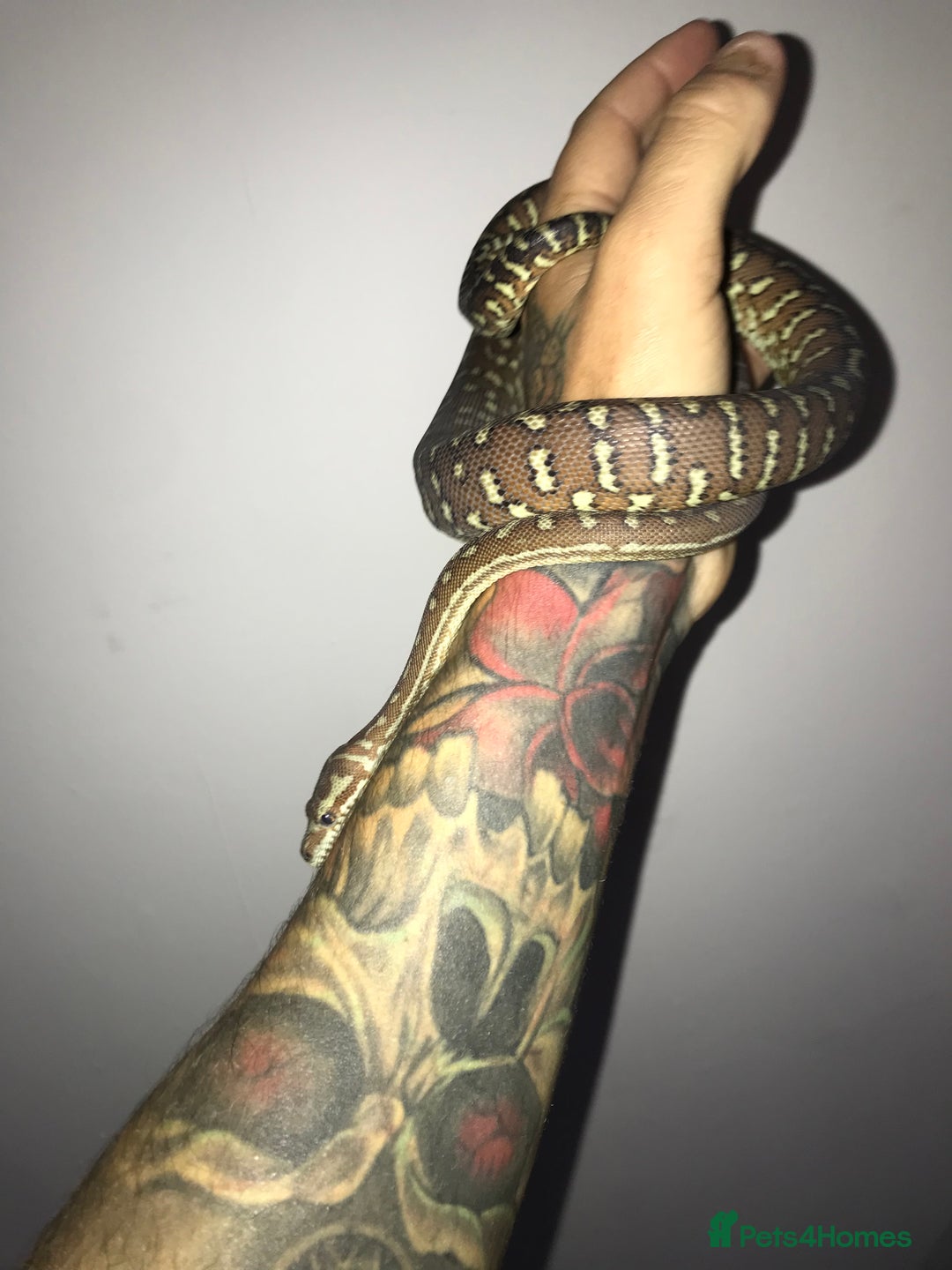 Python Snake reptiles for sale: Morelia bredli python male  - Image 12