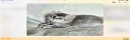 British Shorthair cats for sale: GCCF reg British kittens  - Advert 7