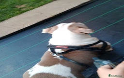 American Bully dogs for sale: ‼️‼️‼️POCKET BULLY‼️‼️‼️ - Image 4