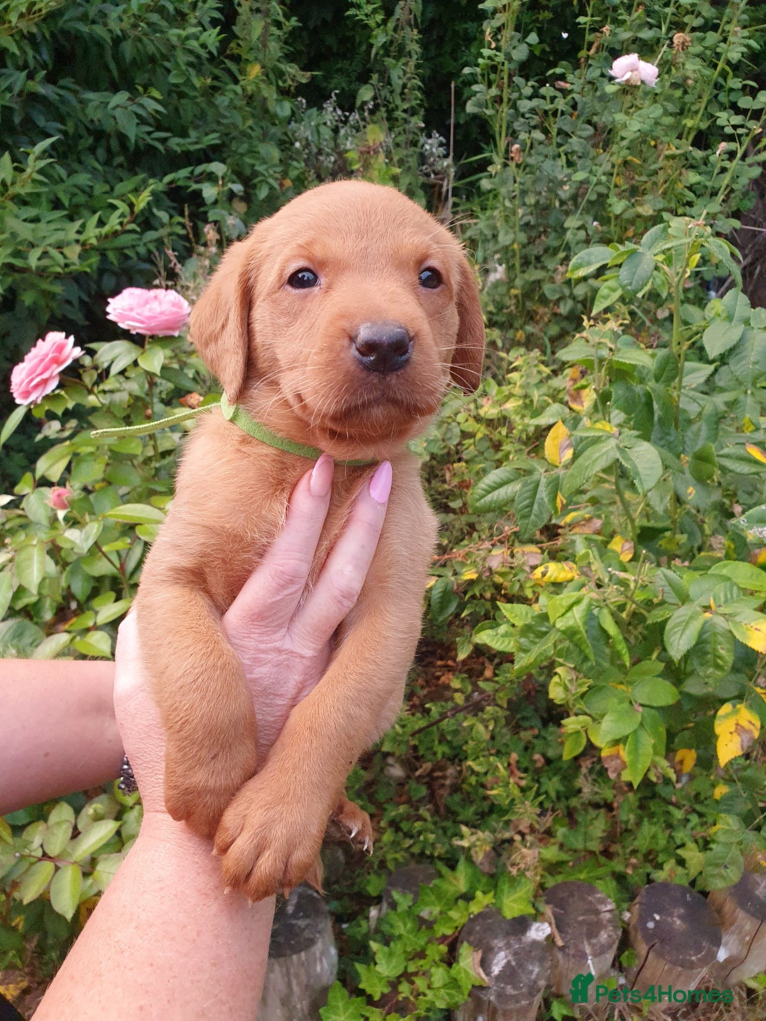 Labrador Retriever dogs for sale: Health Tested Fox Red Puppies for Sale - Image 13