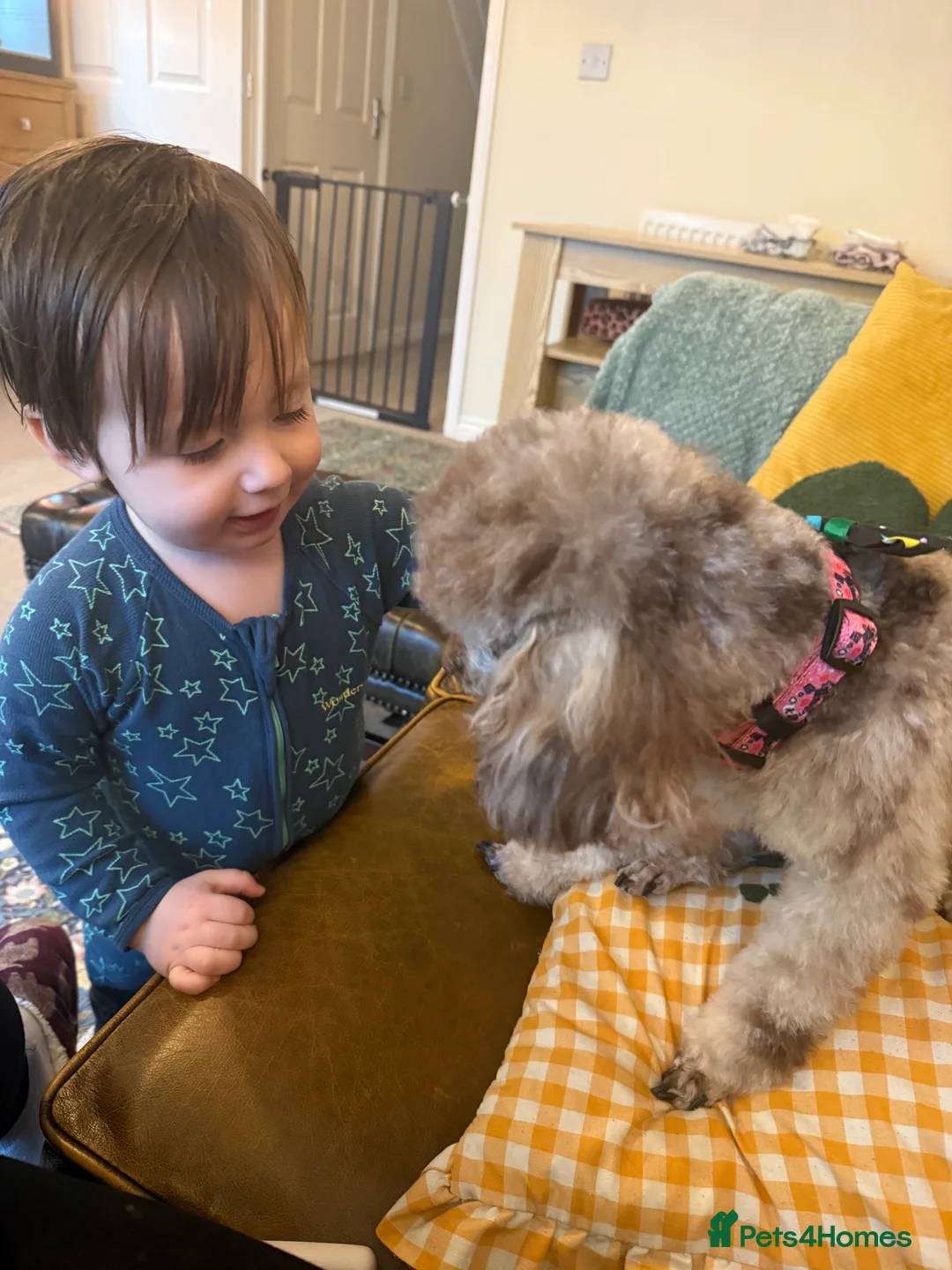 Toy Poodle dogs for sale: Chocolate phantom Merle toy poodle girl - Advert 6