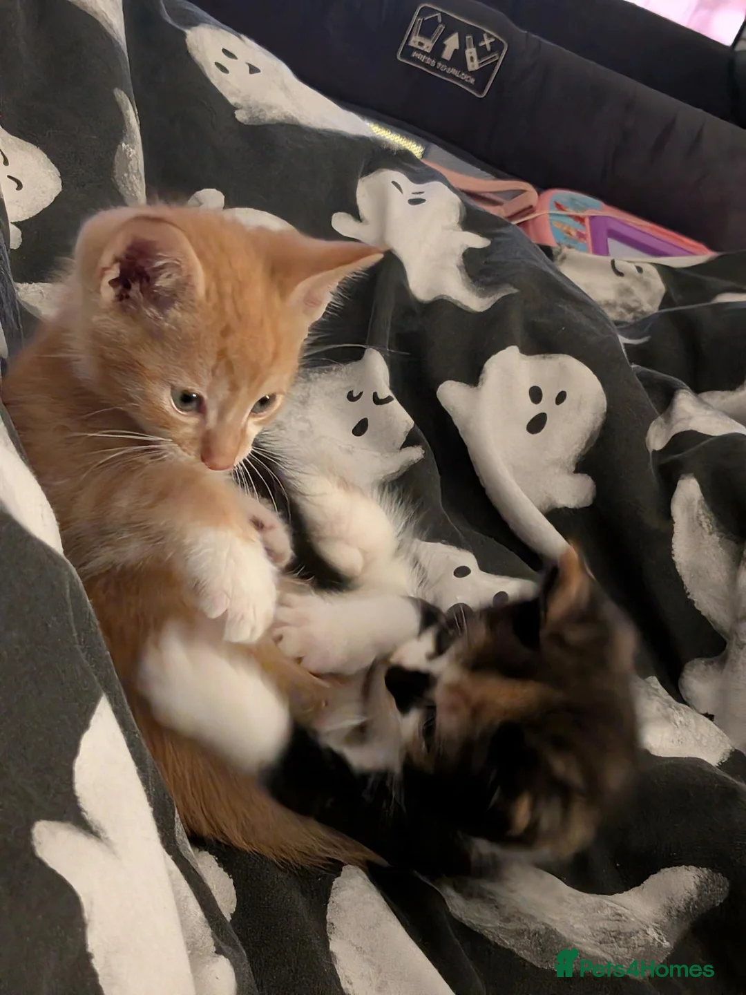 Mixed Breed cats for sale: Ginger male kitten for sale  in Gravesend - Advert 7