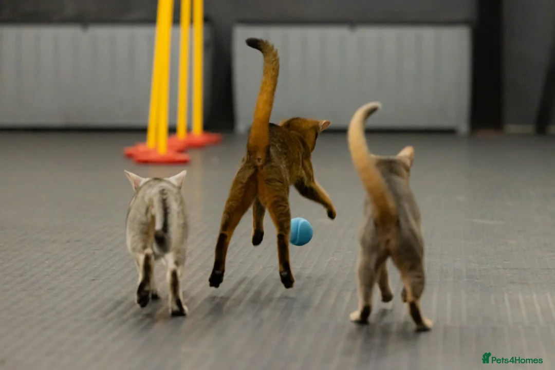 Abyssinian cats for sale: Fabulous Figgy - Advert 14