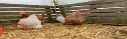 Chickens poultry for sale: Pekin bantam hatching eggs, chicks, growers, hens - Advert 6