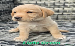 Labrador Retriever dogs for sale: 🐾 Adorable Yellow Labrador Puppies for Sale! 🐾 - Image 5