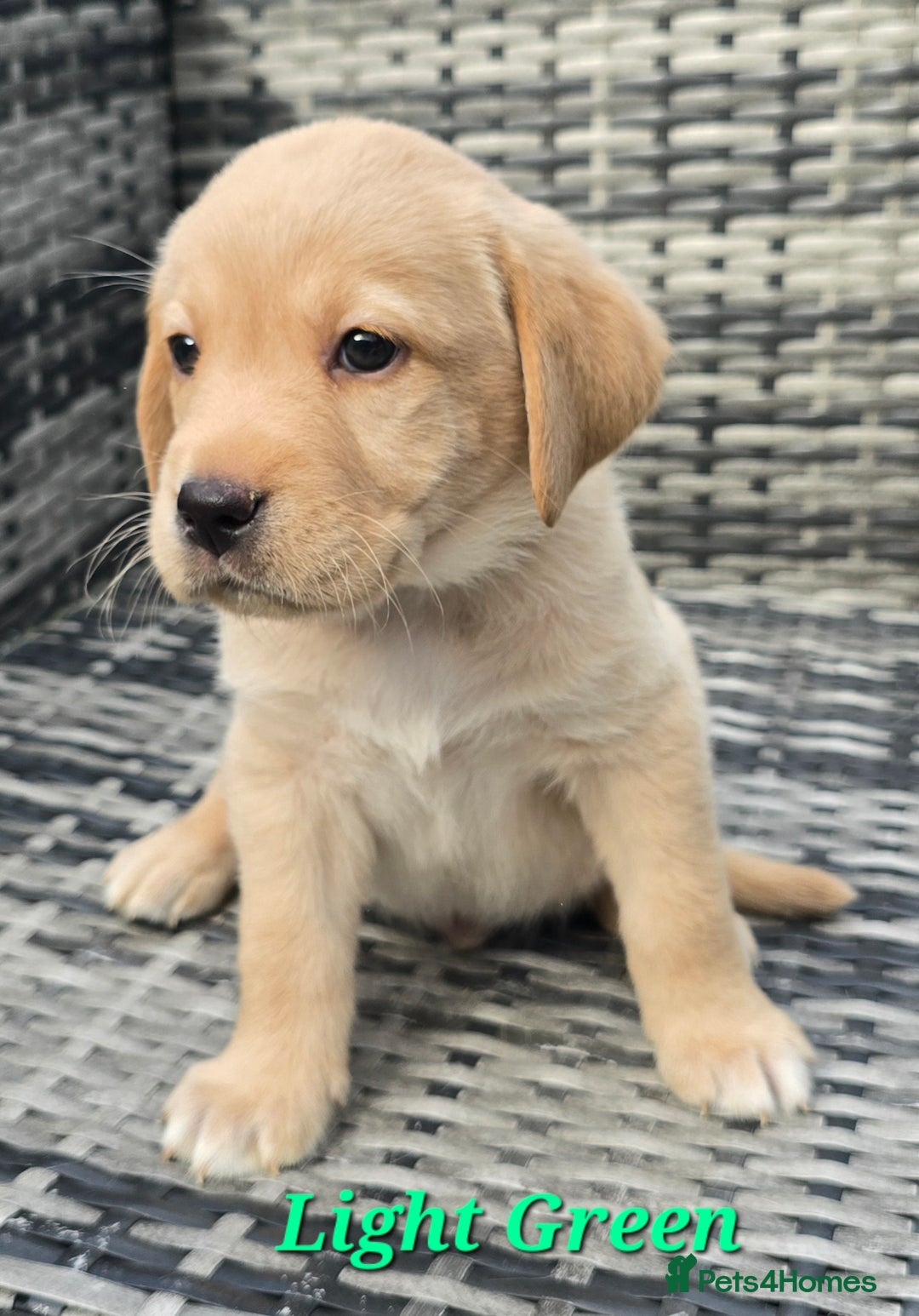 Labrador Retriever dogs for sale: 🐾 Adorable Yellow Labrador Puppies for Sale! 🐾 - Image 5