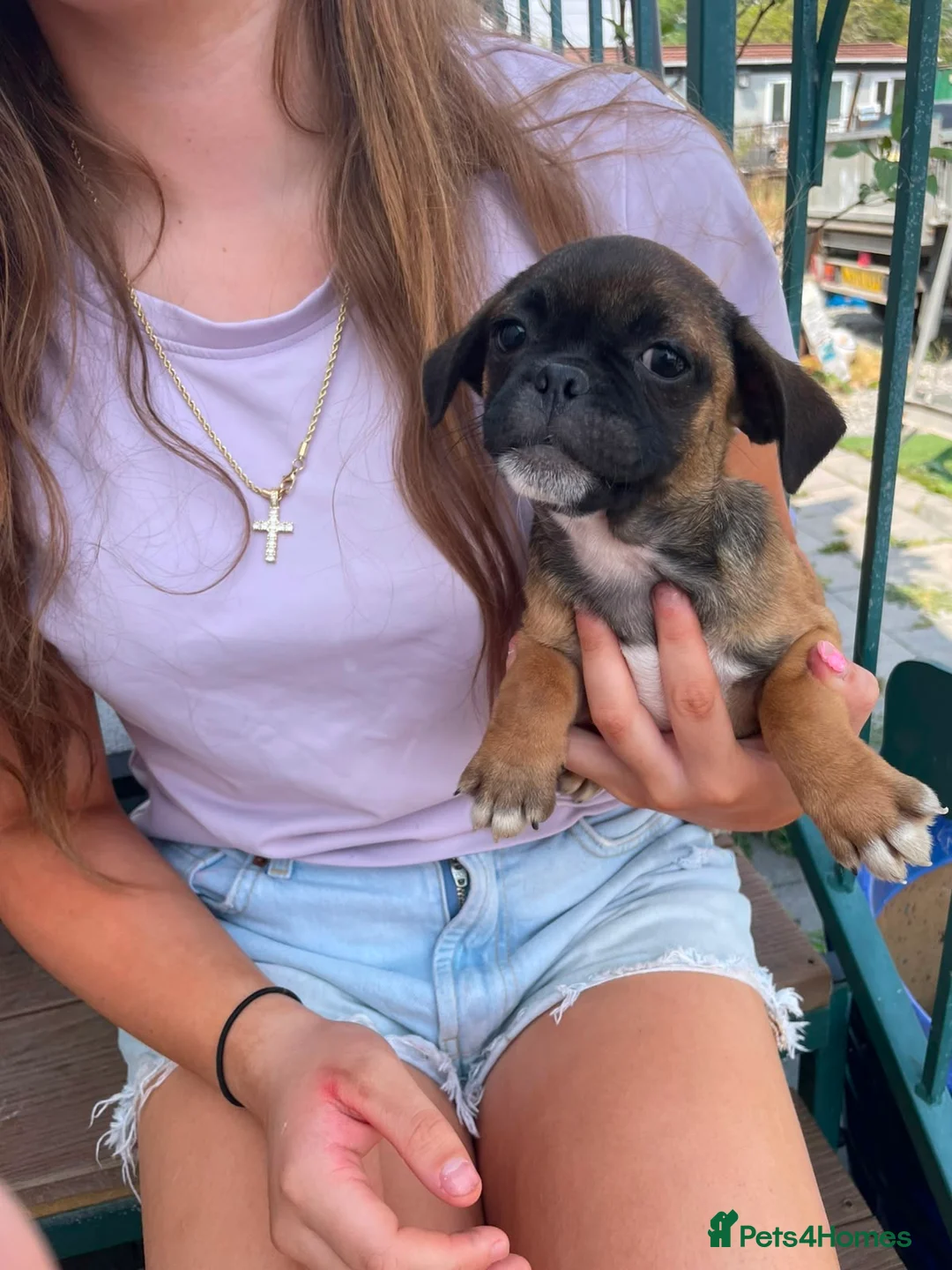 Jug dogs for sale: Jug puppies  - Advert 2