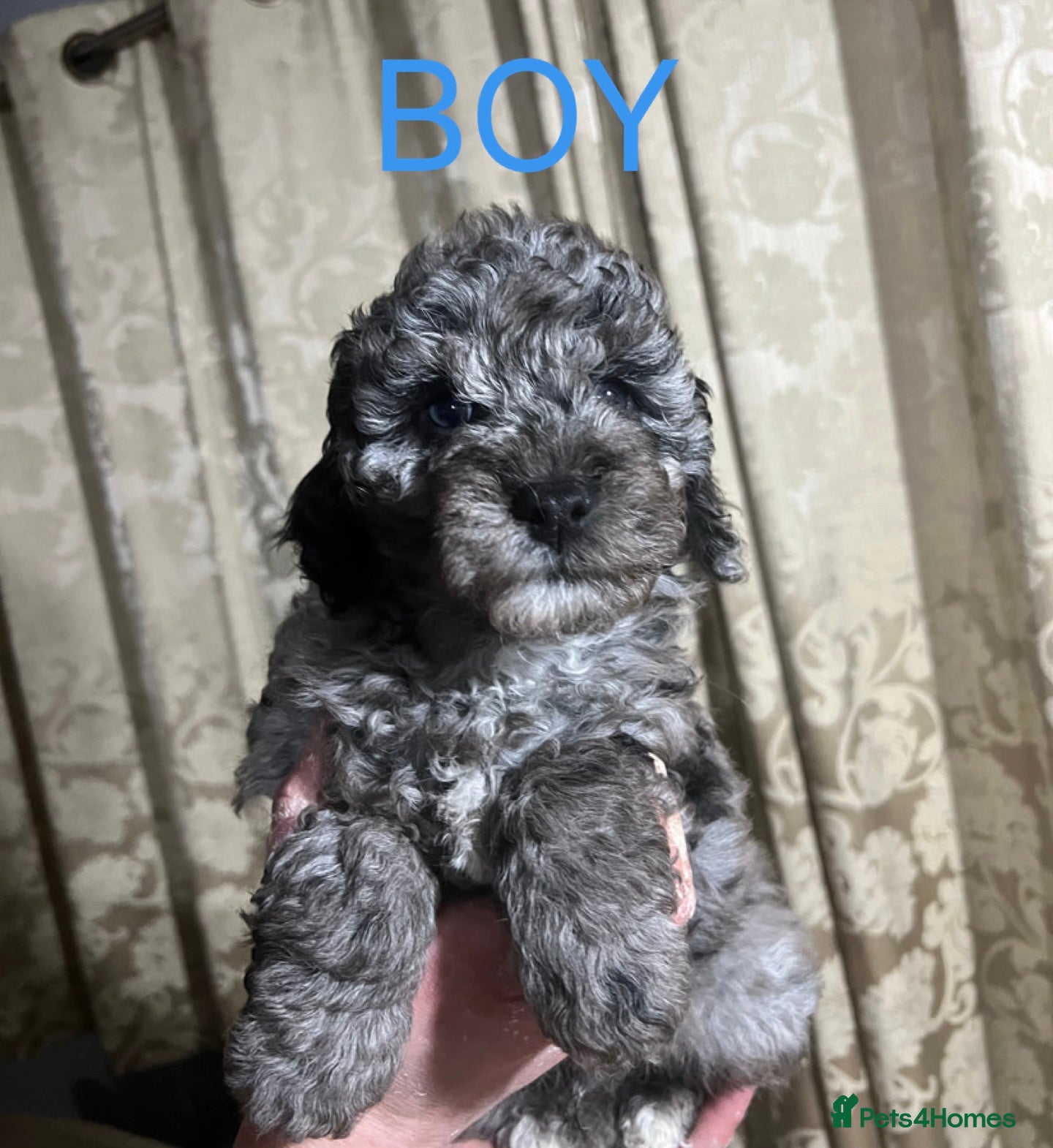 Mini Goldendoodle dogs Miniature Goldendoodle Puppies - Merle available  - Advert 8