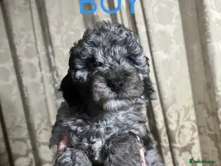 Mini Goldendoodle dogs Miniature Goldendoodle Puppies - Merle available - Advert 8