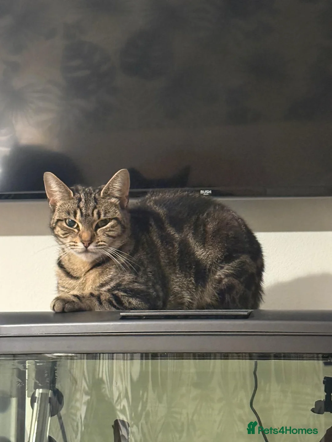 Siamese cats for sale: Kittens!!! - Advert 2