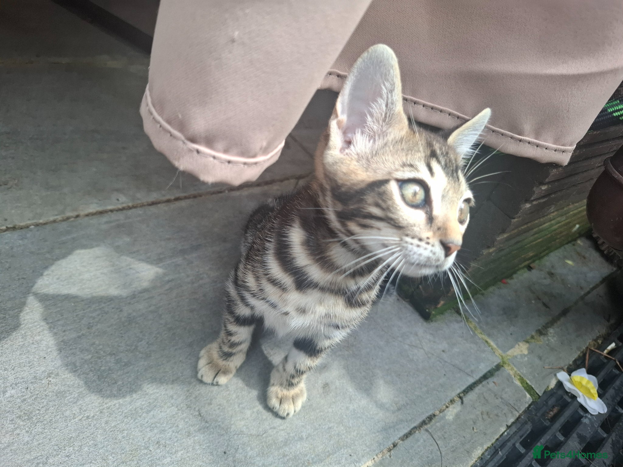 Bengal cats Outstanding Bengal Kittens TICA - Advert 2