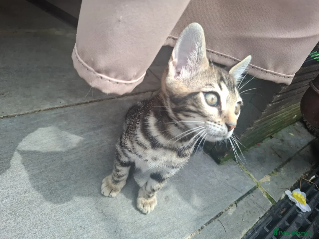 Bengal cats for sale: Outstanding Bengal Kittens TICA - Advert 2