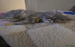 Persian cats for sale: Persians  - Image 23