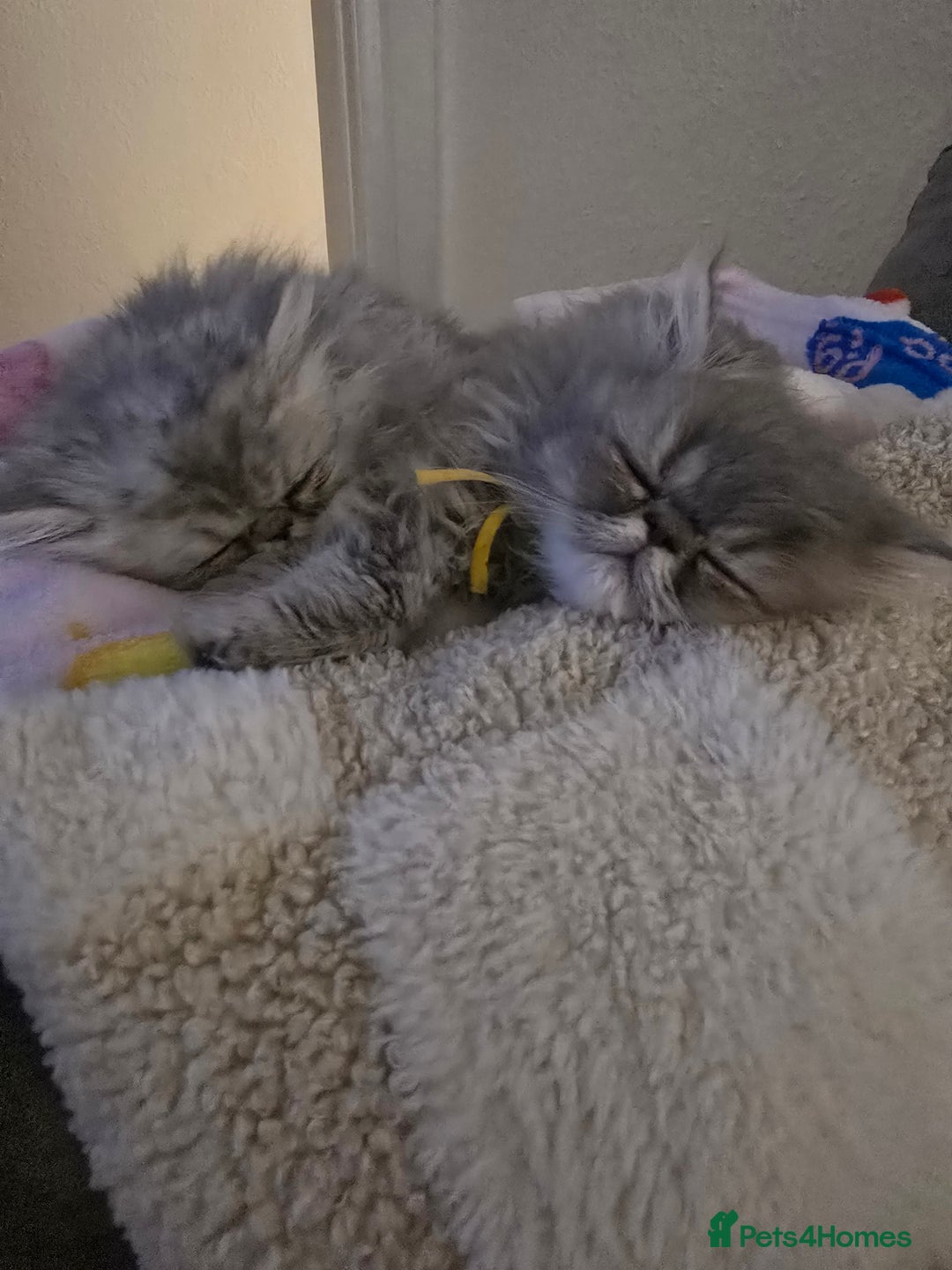 Persian cats for sale: Persians  - Image 23