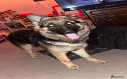 German Shepherd dogs for sale: Female German Shepherd  - Advert 3