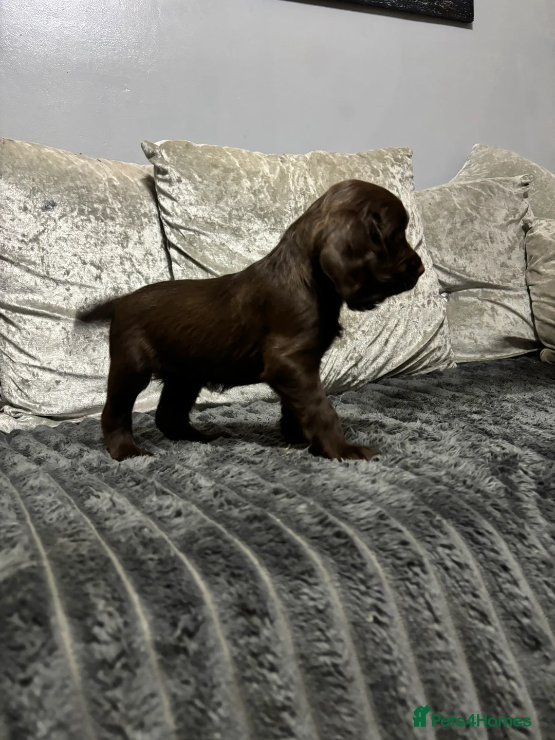 Cocker Spaniel dogs for sale: SOLD- 4 Female Cocker Spaniel Pups For Sale - Advert 2