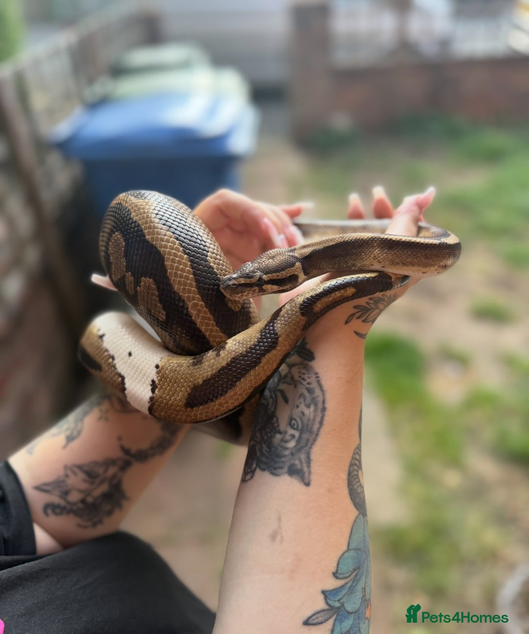 Python Snake reptiles for sale: Ball python with full set up  - Image 3
