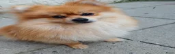 Pomeranian dogs for sale: Male Pomeranian 2 Years Old - Advert 13