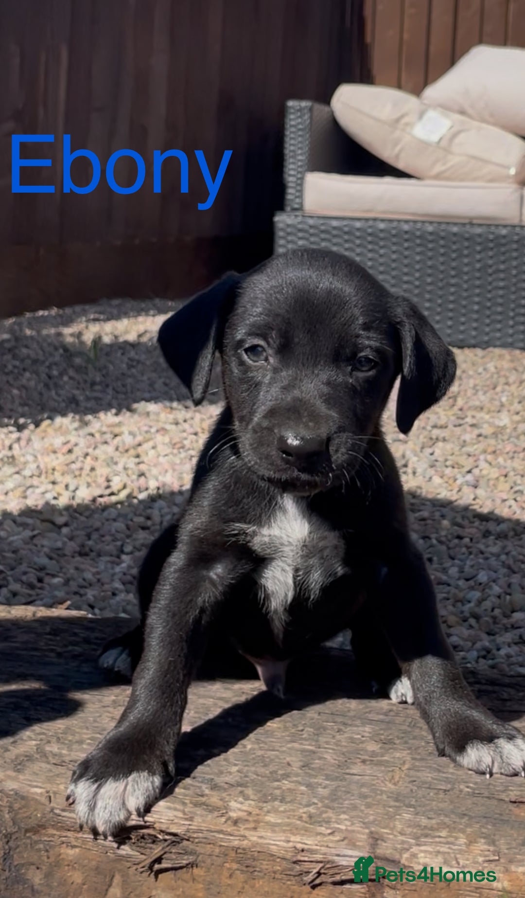 Mixed Breed dogs for sale: Stunning DNA heath test Collie x Hungarian Viszla - Image 4