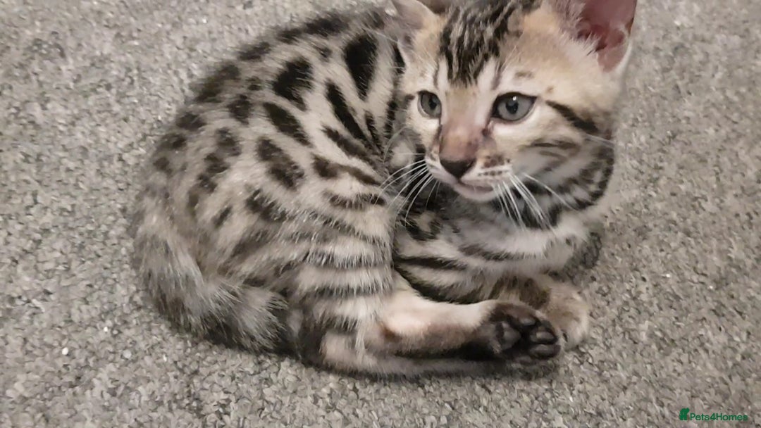Bengal cats for sale: Bengal kittens  - Image 10