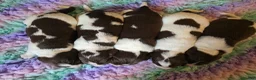 English Springer Spaniel dogs for sale: KC Health Tested, Home Reared 5 ⭐️ Liver Pups - Advert 12