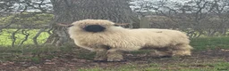 Sheep livestock for sale: Valais Blacknose Ram Lamb - Advert 1