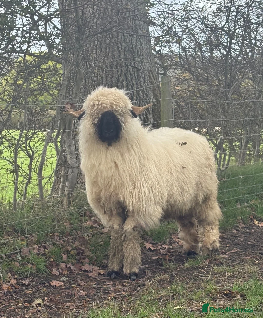 Sheep livestock for sale: Valais Blacknose Ram Lamb - Advert 1
