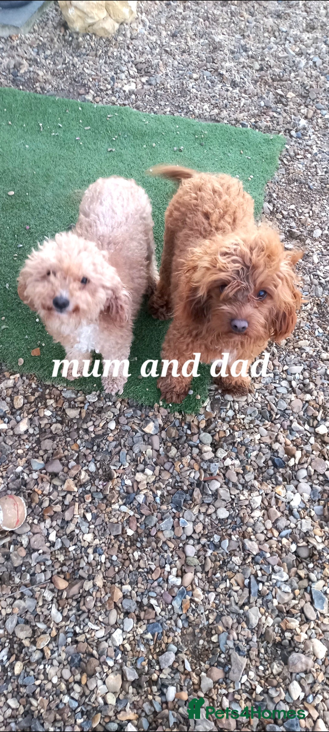 Maltipoo dogs for sale: Maltipoo puppies  - Advert 8